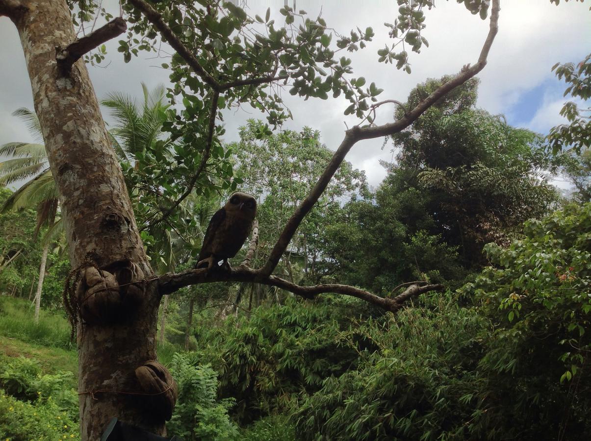 Explore Sinharaja Rain Forest Tour Camp Dombagoda Luaran gambar