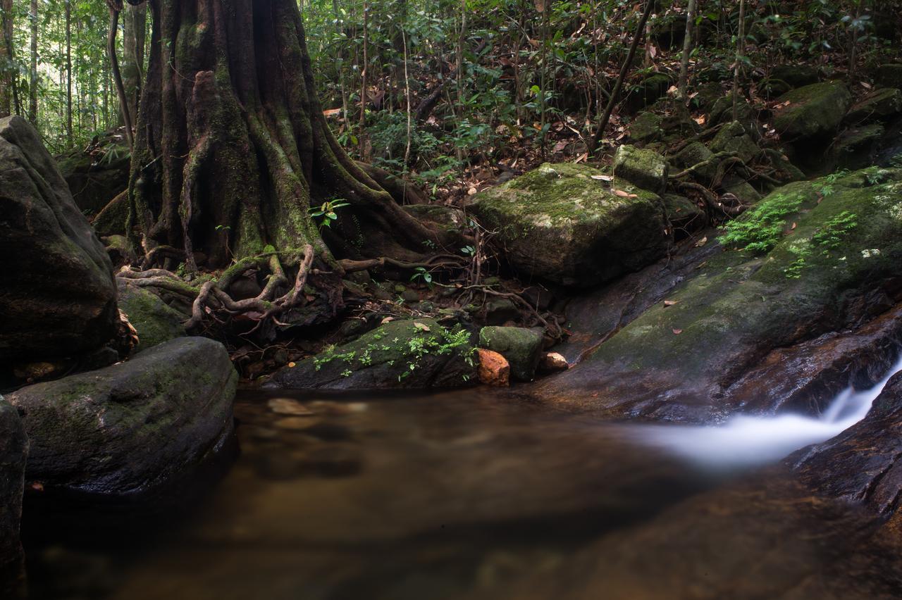 Explore Sinharaja Rain Forest Tour Camp Dombagoda Luaran gambar