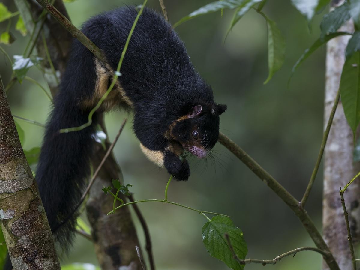 Explore Sinharaja Rain Forest Tour Camp Dombagoda Luaran gambar