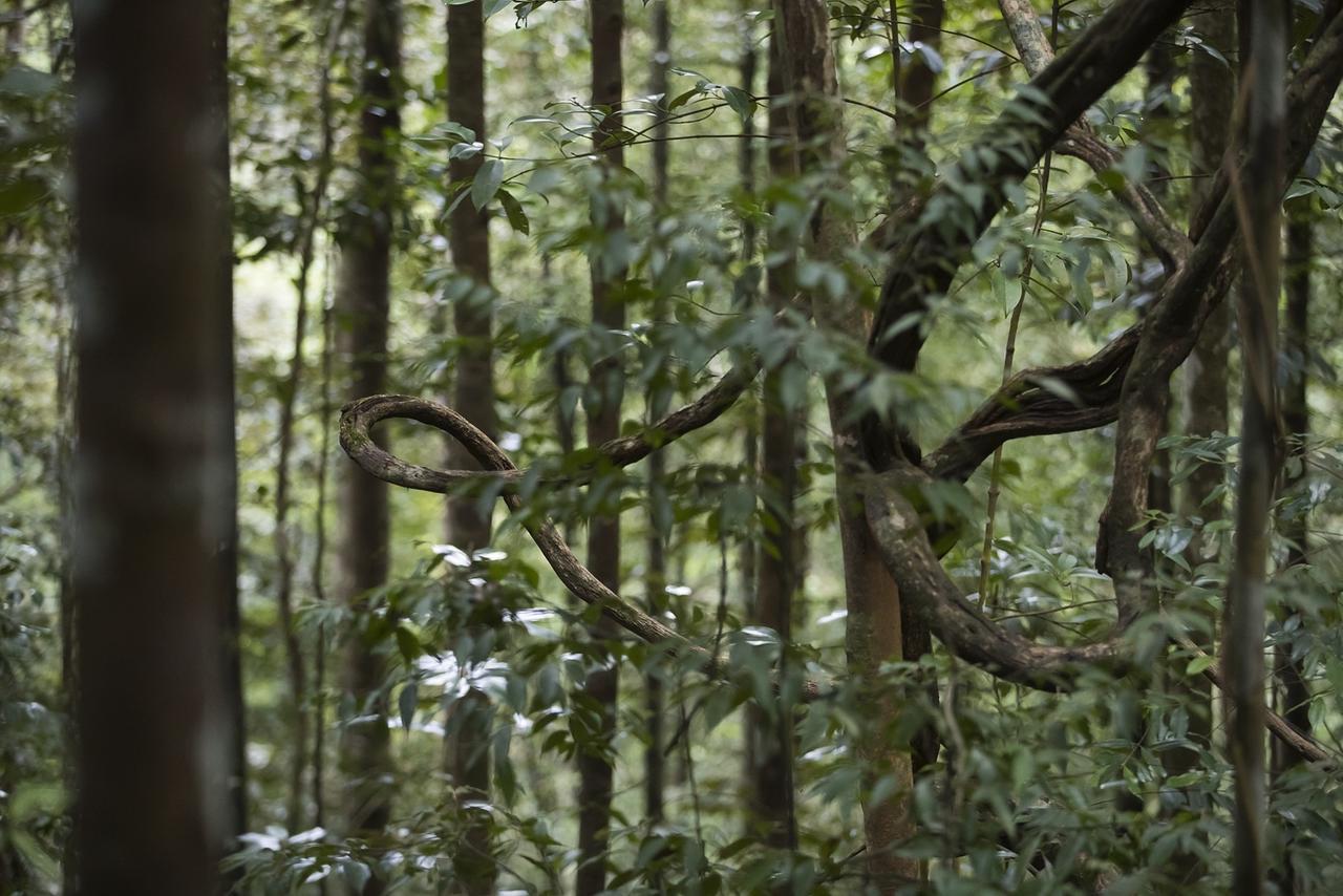 Explore Sinharaja Rain Forest Tour Camp Dombagoda Luaran gambar